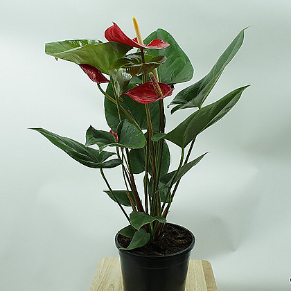 안시리움 안스리움 실내 공기정화 빨간꽃 플랜테리어 반려 키우기쉬운 식물
