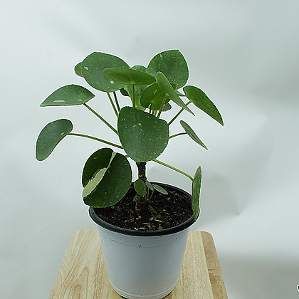 무늬필레아페페 페페모리아 화이트스플래쉬 희귀 공기정화 키우기쉬운 식물