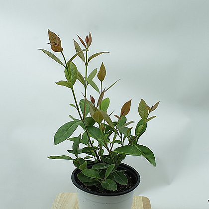 구아바나무 키우기쉬운 기본포트 거실 반려 플랜테리어 실내공기정화 식물