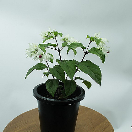 덴드롱 클레로덴드롱 야생화 키우기쉬운 플랜테리어 실내 반려 사계절 꽃 식물