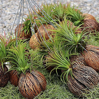 먼지 먹는 식물 코코넛 이오난사 파인애플 수염틸란드시아 플랜테리어