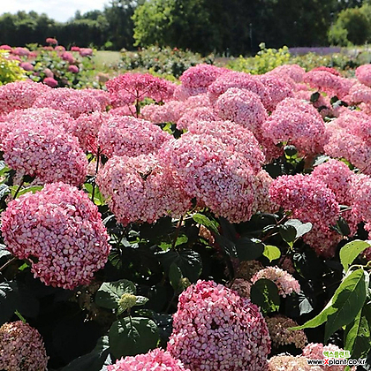 핑크아나벨 15cm화분 정원수국 꽃나무