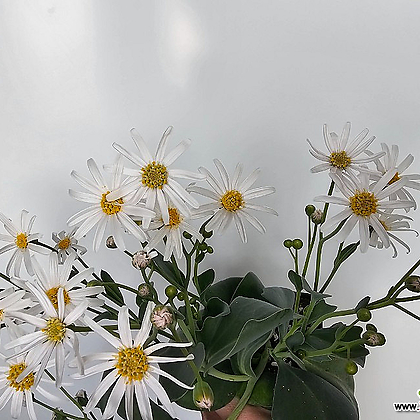 Othonna lilacina white flower