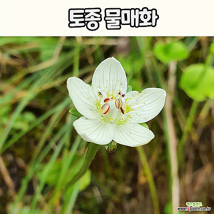 물매화(4치 포트) 토종야생화 전국노지월동