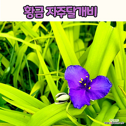 황금자주달개비(5치 포트) 황금달개비 /전국노지월동
