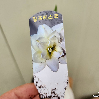 아마릴리스 겹흰꽃,12cm포트,알프레스코