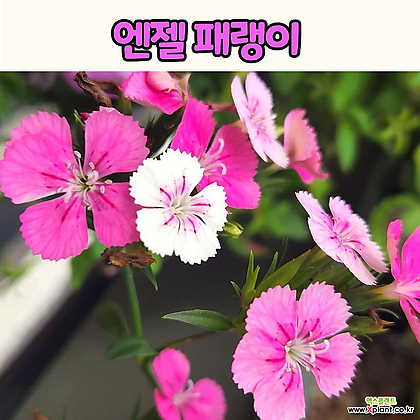 엔젤패랭이(10cm 화분) 꽃모종 노지월동 정원식물