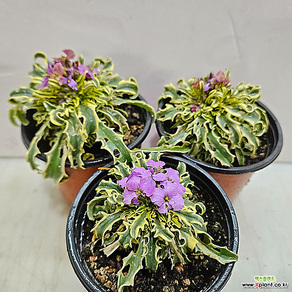 보라색 꽃 프롬페시아(3포트)