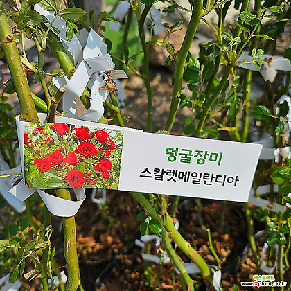 [무 배]덩굴장미(대) 빨강 스칼렛메일란디아 2024 새상품
