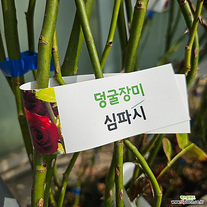 [무 배]덩굴장미(대) 빨강 심파시 2024 새상품