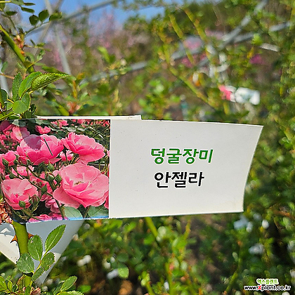 [무 배]덩굴장미(대) 안젤라 핑크 2024 새상품