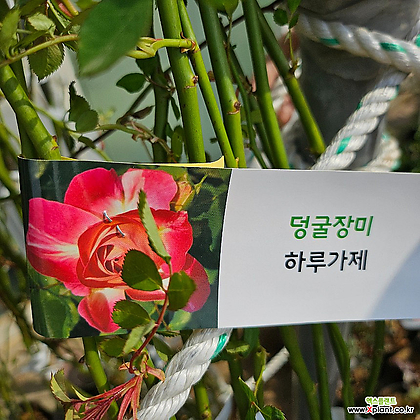[무 배]덩굴장미(대) 보카시 하루가제 2024 새상품