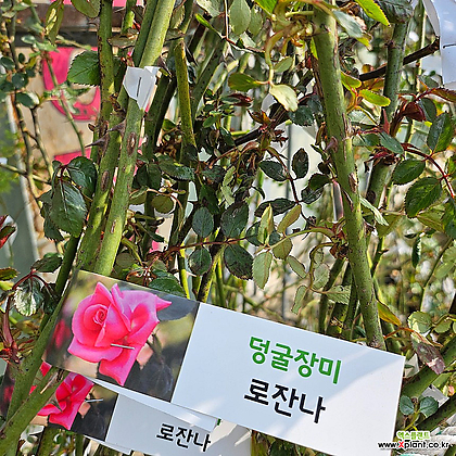 [무 배]덩굴장미(대) 핑크 로잔나 2024 새상품