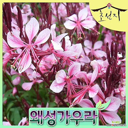 [초선지] 왜성가우라 나비바늘꽃 6치 핑크드워프