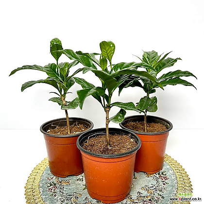 커피나무 1+2 소형화분 공기정화식물