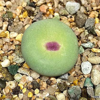 Conophytum pageae(대형종/코노피튬 파가에4.18)