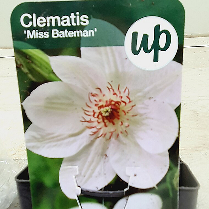 클레마티스으아리 미스배트맨(흰꽃)