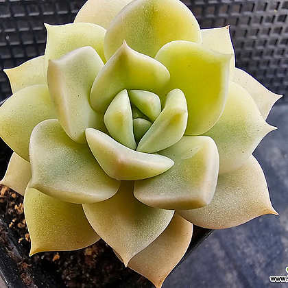 白牡丹金3116 3116 多肉植物 錦 - Xplant