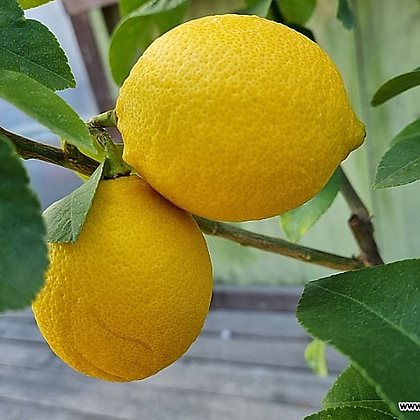 [하와이꽃집]이것은 찐레몬이야 레몬나무