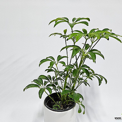 실내공기정화식물 홍콩야자 컬러홍콩야자