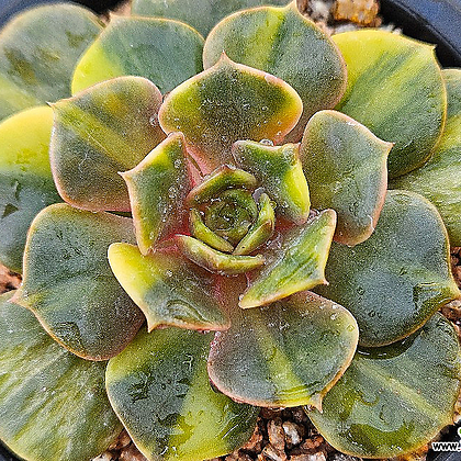 多肉植物 韓国苗 ゼスター 綴化＆ ゼスター錦 Echeveria Zestar金 多肉植物 錦 - Xplant