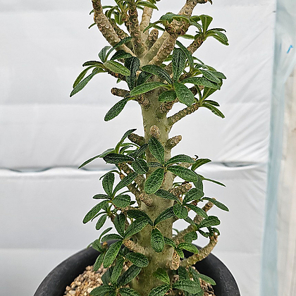 Dorstenia gigas 아프리카식물(코덱스) - Xplant