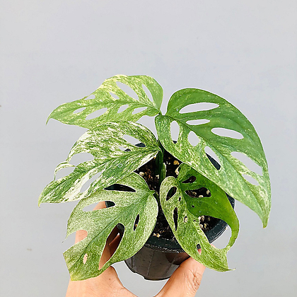 Monstera Adansonii Laniata Foliage - Xplant