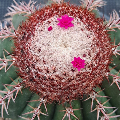 Melocactus neryi Cactus - Xplant