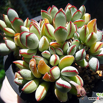 その他多肉植物 Natural 0ba4fac43b8629df86b9a92fba4a7a