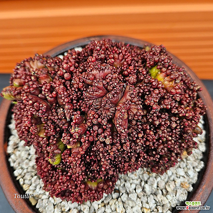 philodendron mayoi variegata Philodendron (Florida Beauty  Mayoi)  Bob Cee Variegated  Siamplantes