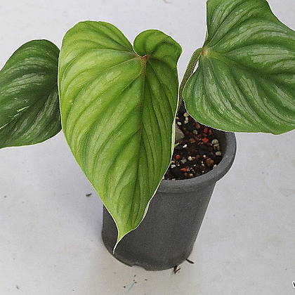 plowmanii philodendron Philodendron plowmanii – Carnivero main image 0