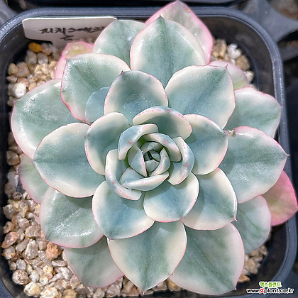 亚特兰蒂斯金多肉錦- Xplant