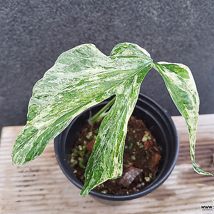 Amydrium Zippelianum Variegata 3124 Air purification - Xplant
