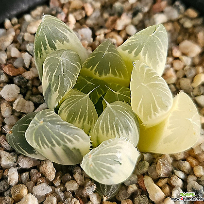 CA192)十二卷별계草玉露金(호반金)H.obtusa(Reversevariegated