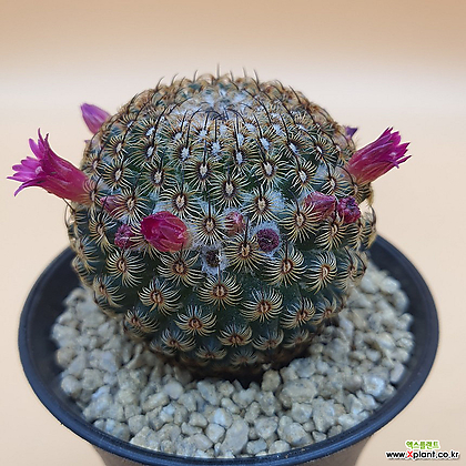 Mammillaria huitzilopochtli Mammillaria huitzilopochtli B-175 Cactus -  Xplant